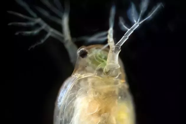 Close-up of a transparent water flea, with detailed antennae and internal structures visible against a dark background, showing its interactions with aquatic organisms.