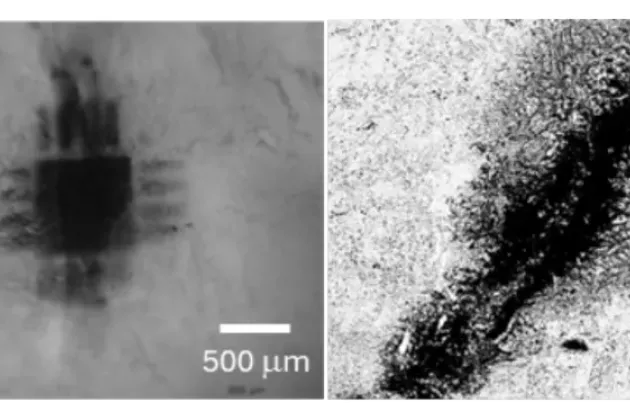 Bioelectrodes created in the brain of a chicken embryo using light (left), which provides control of the structure and the previous method without light (right). Figure: Fredrik Ek et al.